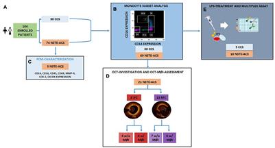 A Novel Monocyte Subset as a Unique Signature of Atherosclerotic Plaque Rupture